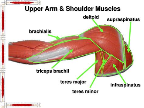 Anatomy, Shoulder and Upper Limb, Arm Abductor .